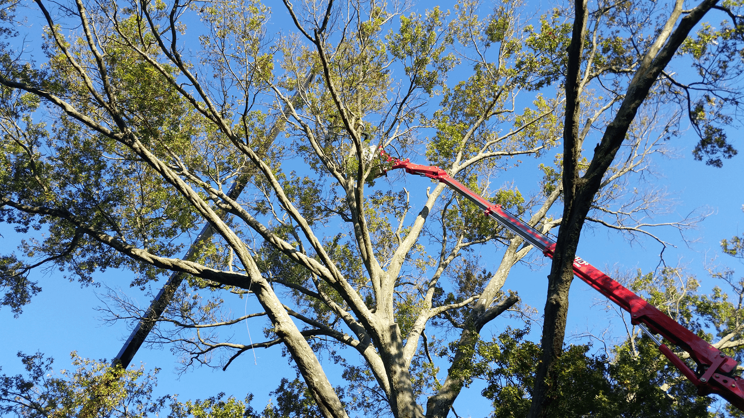 Spider lift used to trim very tall tree - Stein Tree Service