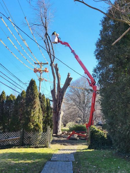 Spider Lift Being Used to Remove Tall Tree near power lines | tree removal in Fairfax DE | Stein Tree Service