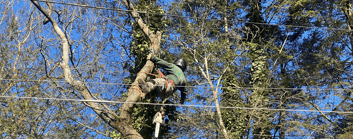 Stein Tree Worker in tree near power line - Tree Removal in Claymont DE