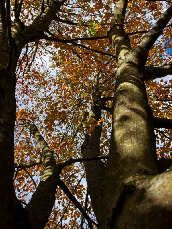 tall tree with autumn leaves - tree care in Stanton DE- Stein Tree Service