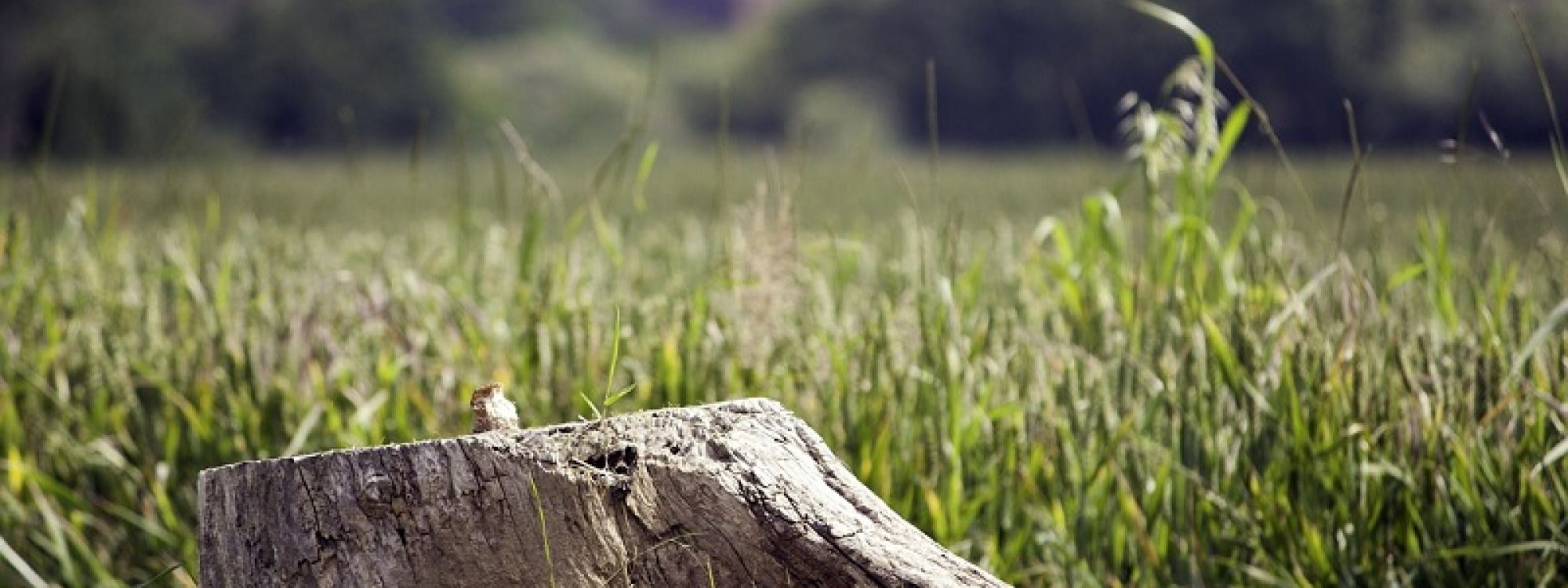 Stein Tree Lift Truck - Tree Trimming in Talleyville DE
